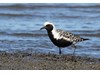 Photo of Pluvialis squatarola